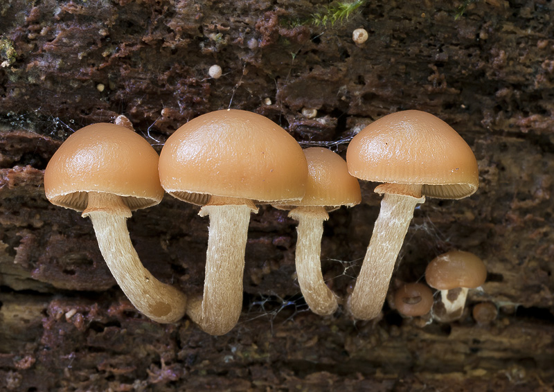 Galerina marginata